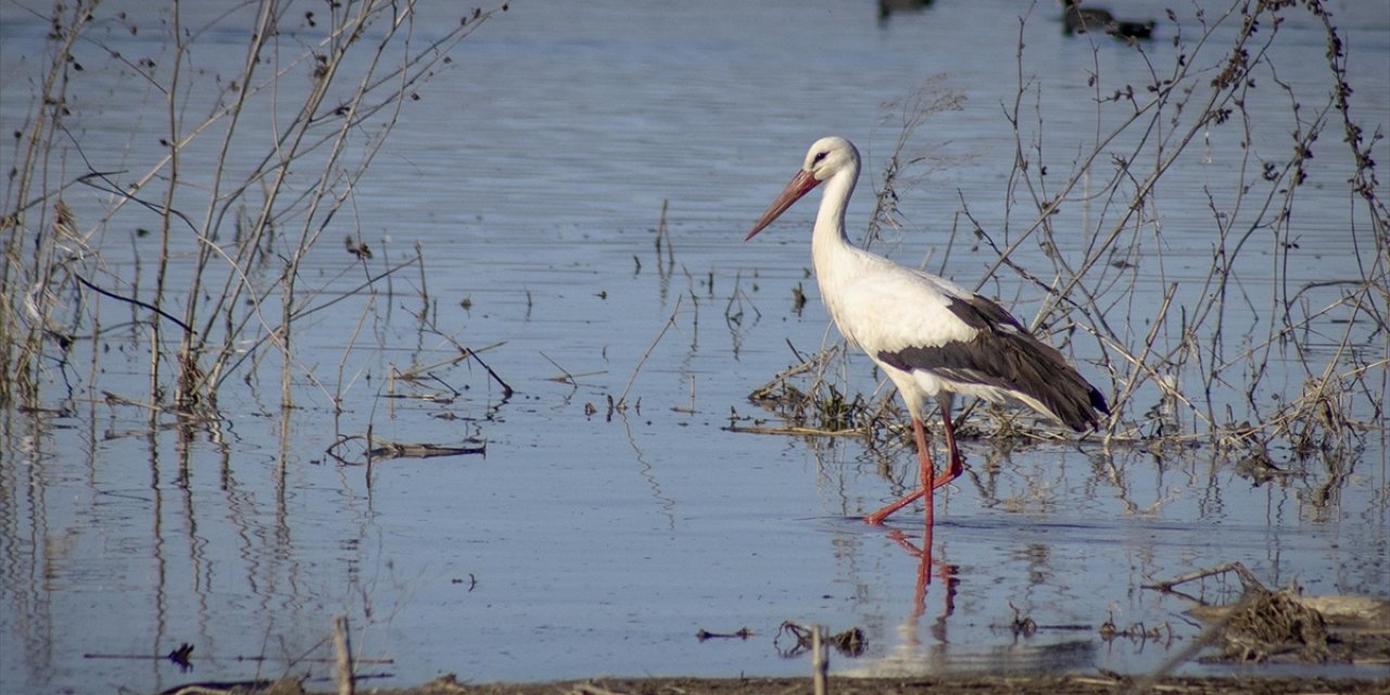 "Baharın Müjdecisi" Leylekler Karakaya Barajı Etrafındaki Yuvalarına Dönmeye Başladı
