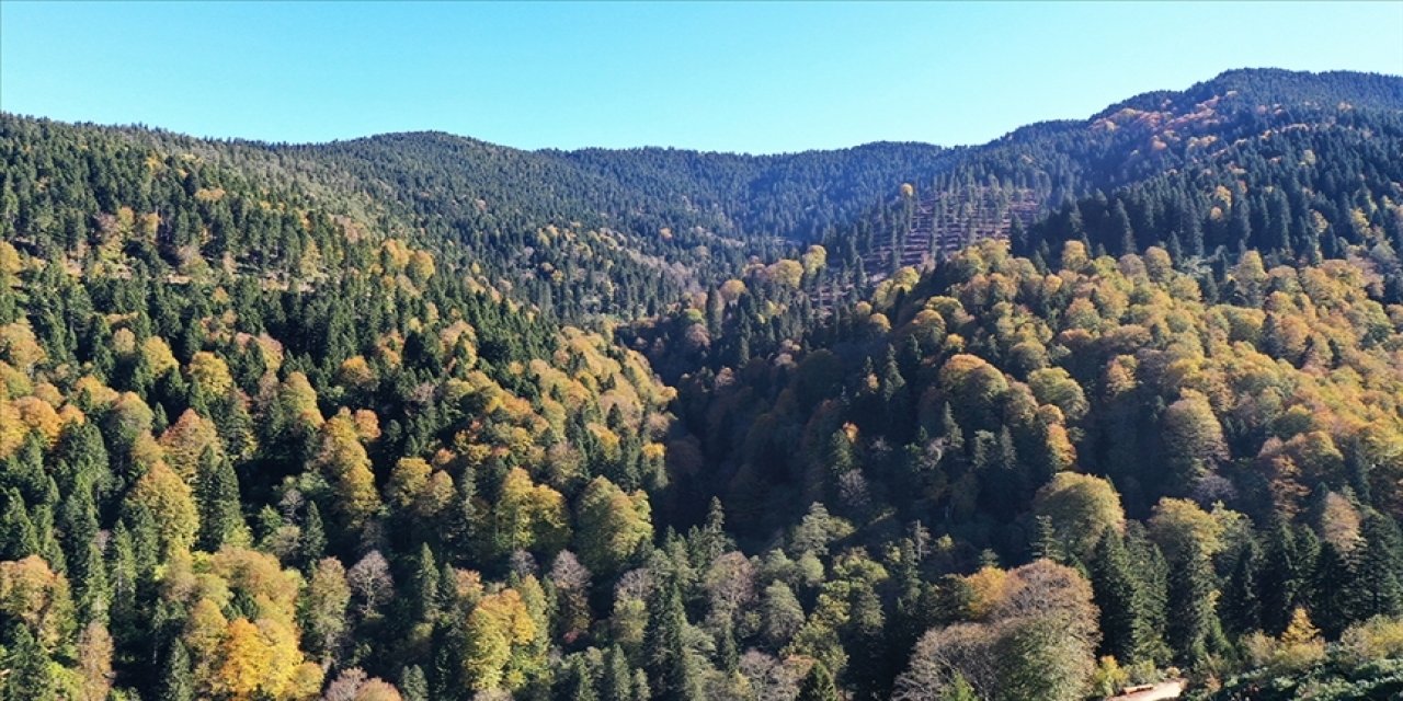 Ormanların Bakımı ve Gençleştirilmesine Geçen Yıl 2,3 Milyar Lira Harcandı