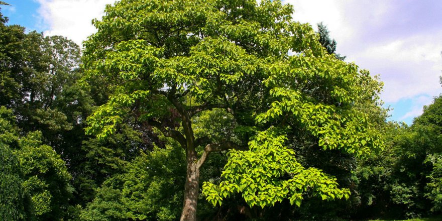 Elveda Tanık yazdı: AĞAÇ VE ÖNEMİ…