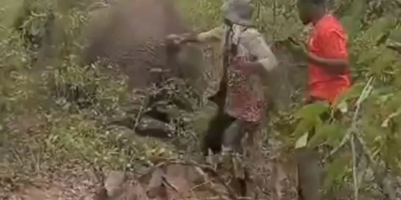 Yaralı Filin Kuyruğunu Çekti, Bedelini Hayatıyla Ödedi