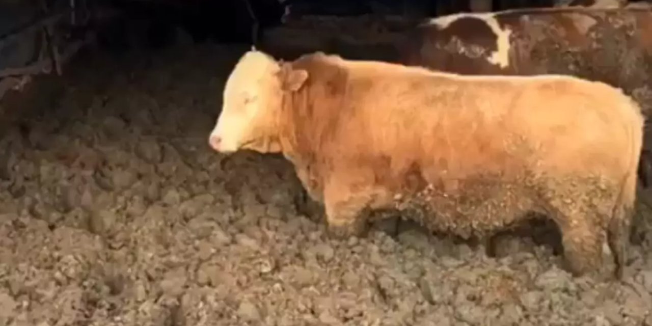 3 Kuruş İçin Hayvanlara Bunu Yaptılar! Bakanlık Affetmedi