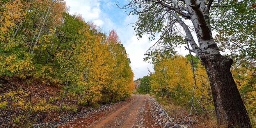 Tunceli Ormanları Sonbahar Renkleriyle Bir Başka Güzel