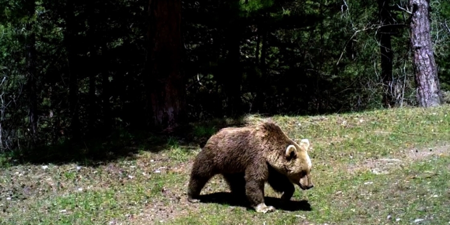 'Göçmen Boz Ayılar' Kış Uykusu İçin Yuvalarına Döndü