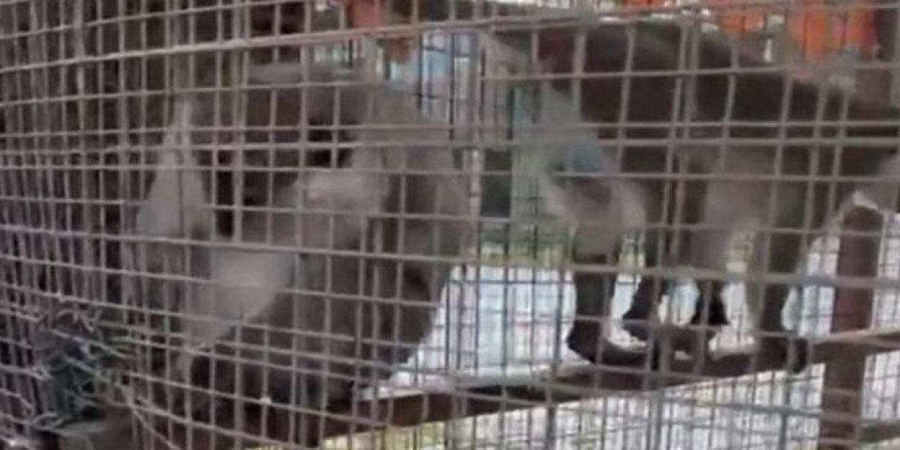 Özel Havuzda Ele Geçirilen 3 Örümcek Maymunu Koruma Altına Alındı