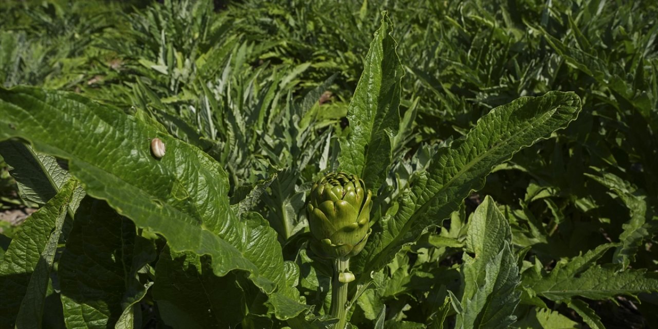 Enginar Verimi Ocak Ve Şubat Yağışlarıyla Arttı
