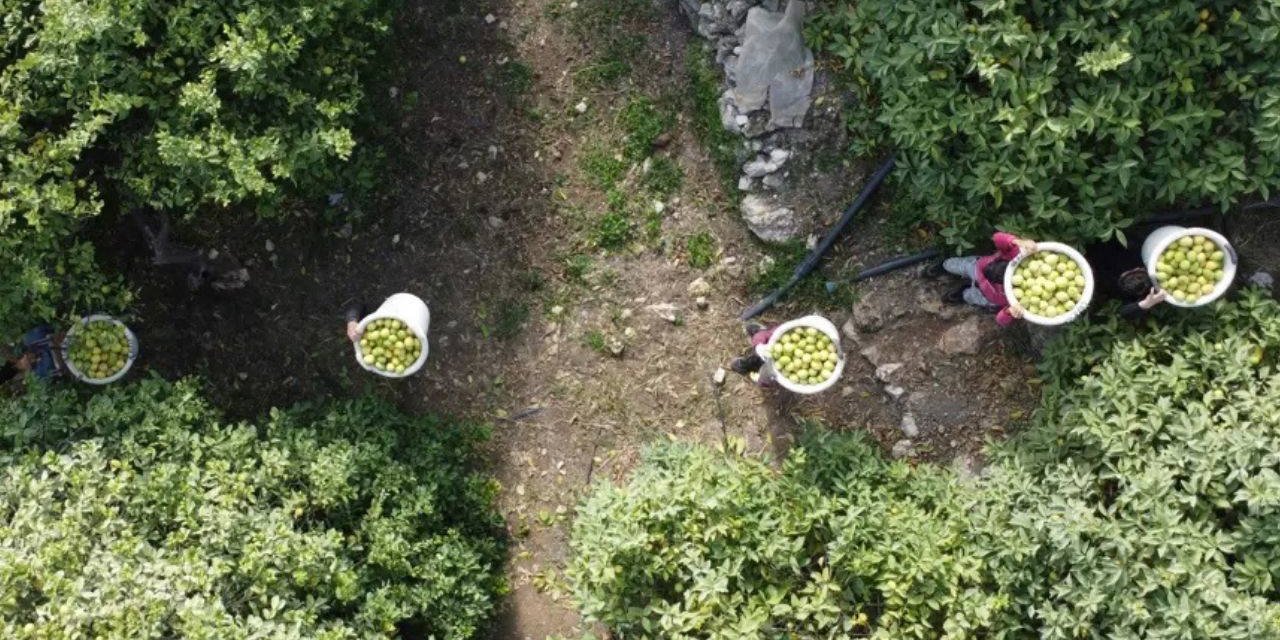 Geçen Yıl 5 Liraydı, Bu Yıl 50 TL! 1 Milyon Tonluk Hasatta Son 15 Gün!