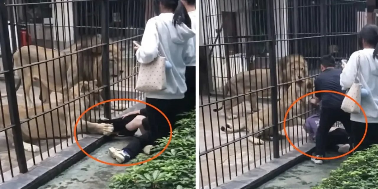 Çin'de Dehşet Anları: Aslan 10 Yaşındaki Kızın Bacağını Yakaladı