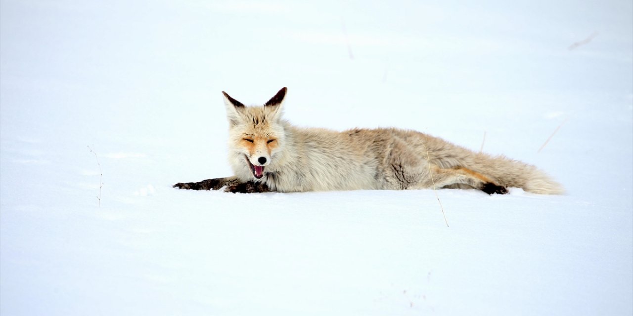 Kars'ta Kızıl Tilkiler Avlanırken Görüntülendi
