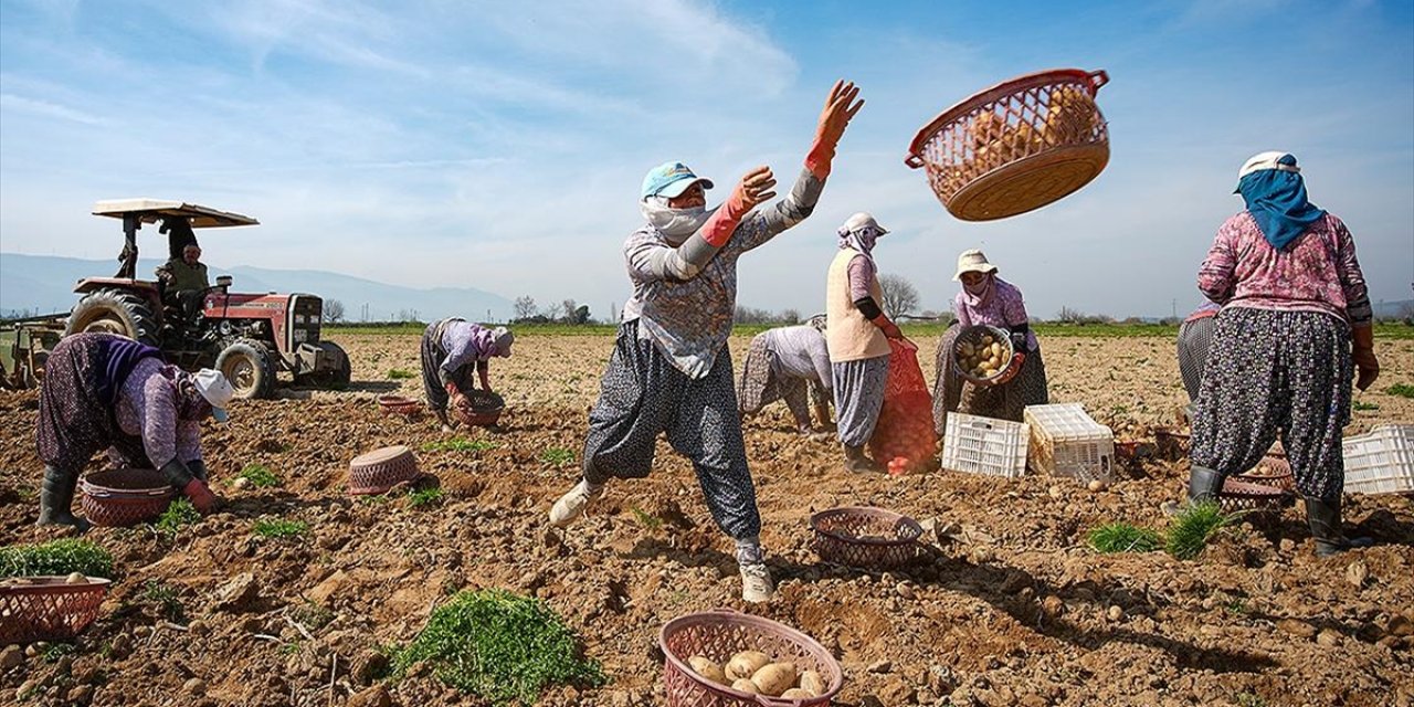 Patates Deposu Ödemiş'te Hasat Ve Ekim Bir Arada