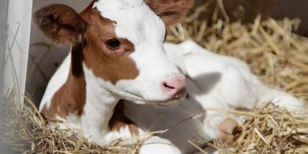 Yapay Zeka Destekli Yerli Sistem, Buzağı Doğumlarında Yaşanan Kayıpları Azaltmayı Hedefliyor