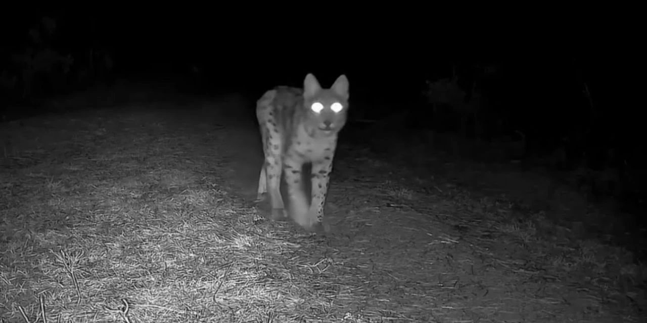 Karabük'te Vaşak Fotokapanla Görüntülendi