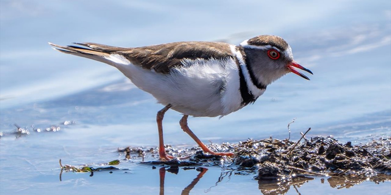 Türkiye'de İlk Kez "Takkeli Cılıbıt" Kuşu, Gaziantep'te Görüldü