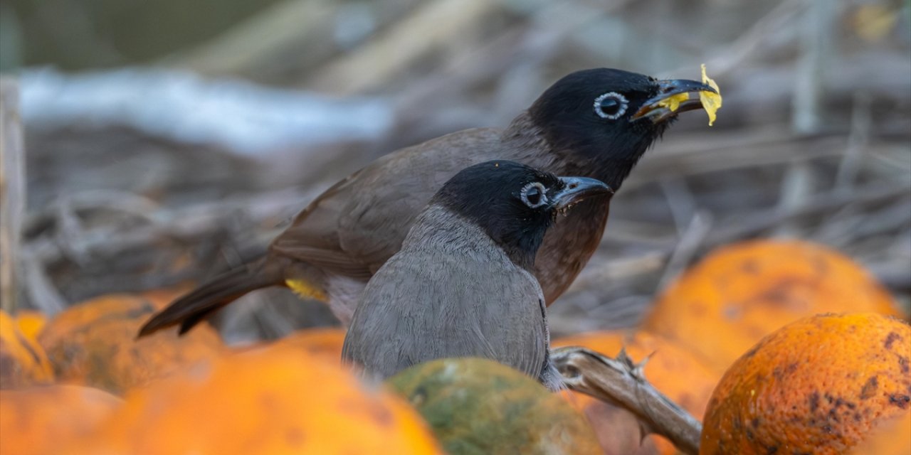 Adana'da Ağaçlardan Düşen Narenciyelerle Beslenen Arap Bülbülleri Görüntülendi