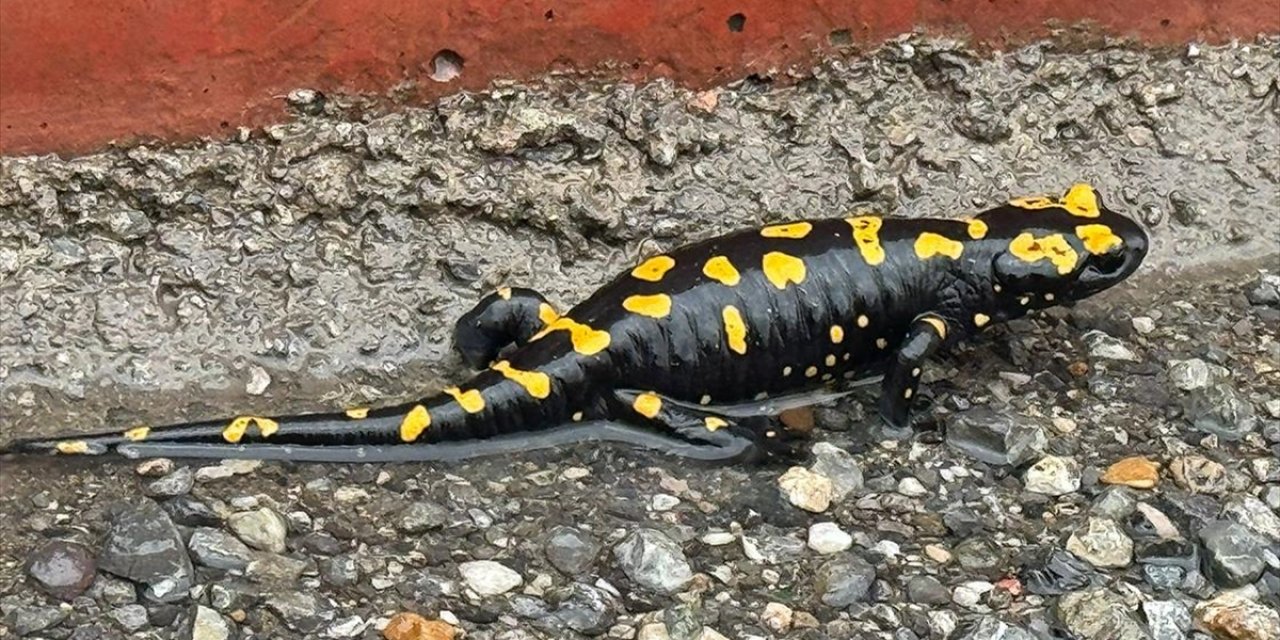 Hatay'da Nesli Tehlike Altındaki Sarı Benekli Semender Görüldü