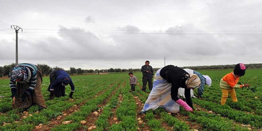 Bankacı, çiftçileri dolandırdı