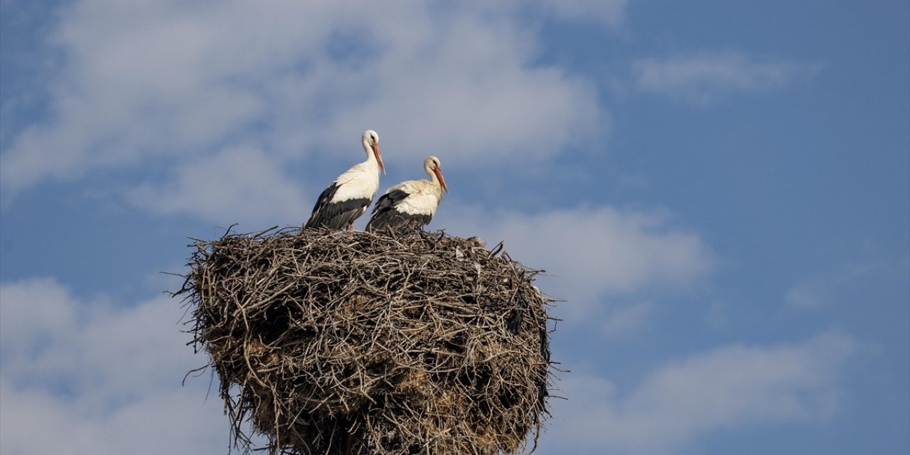 Baharın Müjdecisi Leylekler Tunceli'deki Köylerde Bulunan Yuvalarına Dönmeye Başladı