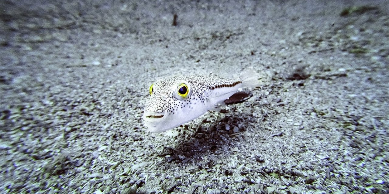 İstilacı Türlerle Mücadelede Yeni Düzenlemeler Devreye Alınıyor