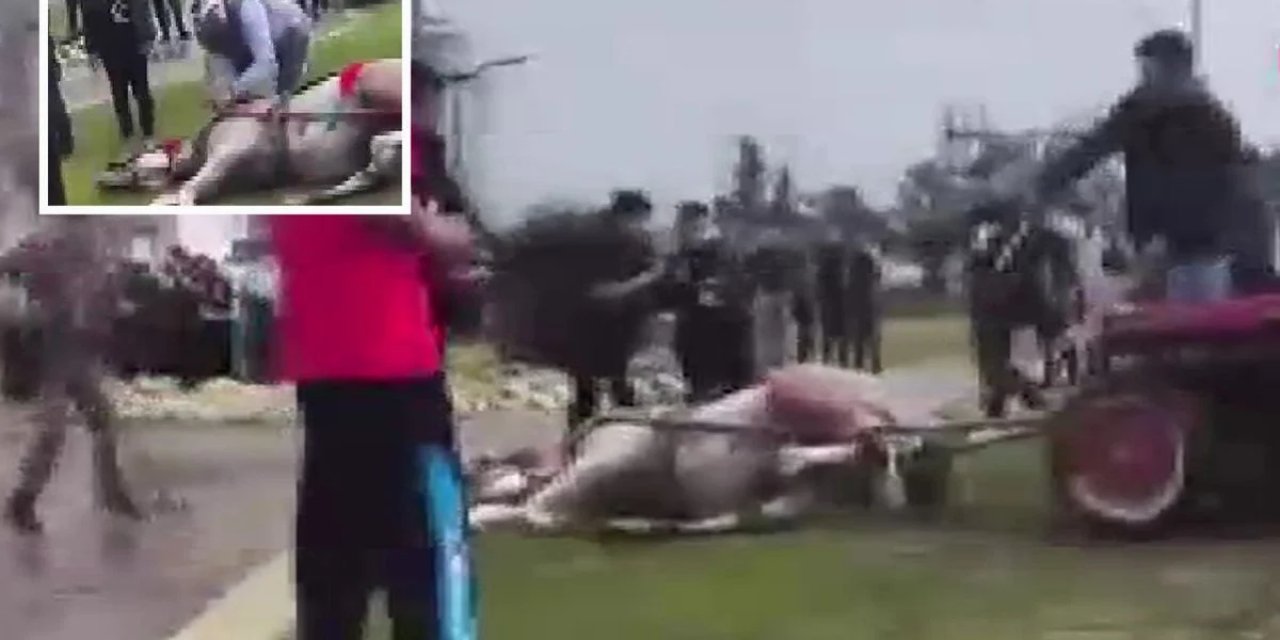 Sahibinin, Koşmadığı İçin Dövdüğü At Bayıldı