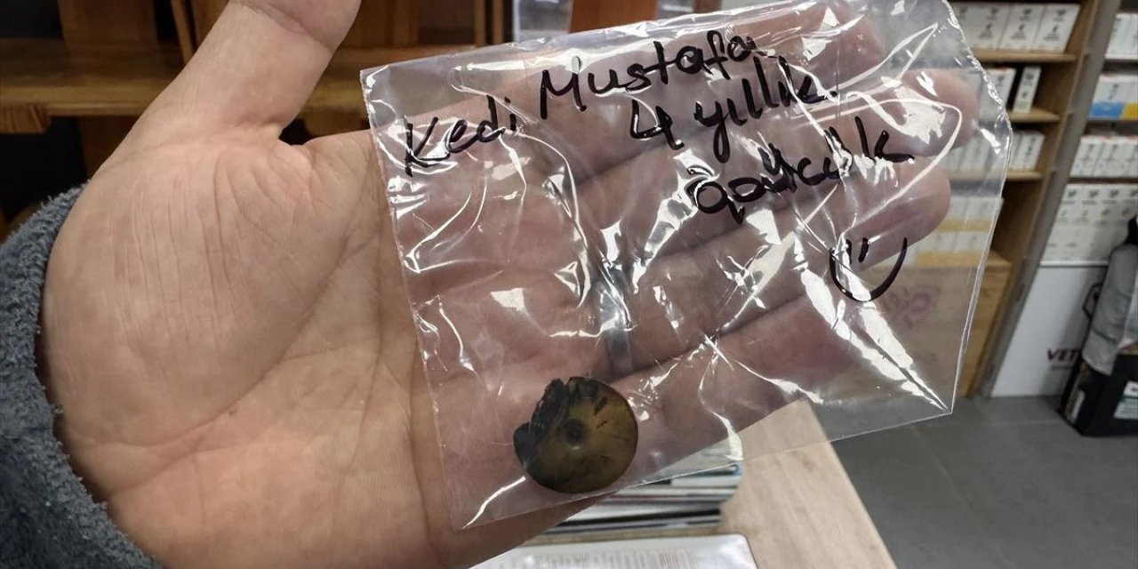 Zonguldak'ta Kedinin Yuttuğu Vakumlu Tutucu Endoskopiyle Çıkarıldı