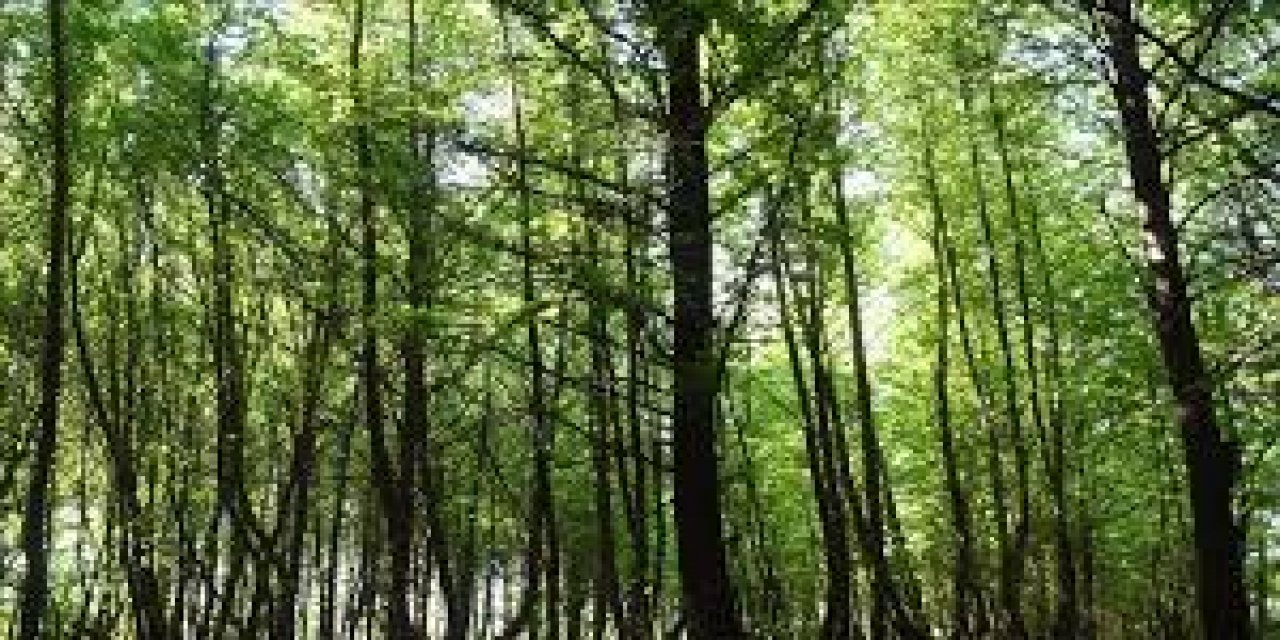 Gülnar Belediye Başkanı Önge'den Dünya Ormancılık Günü ve Orman Haftası mesajı