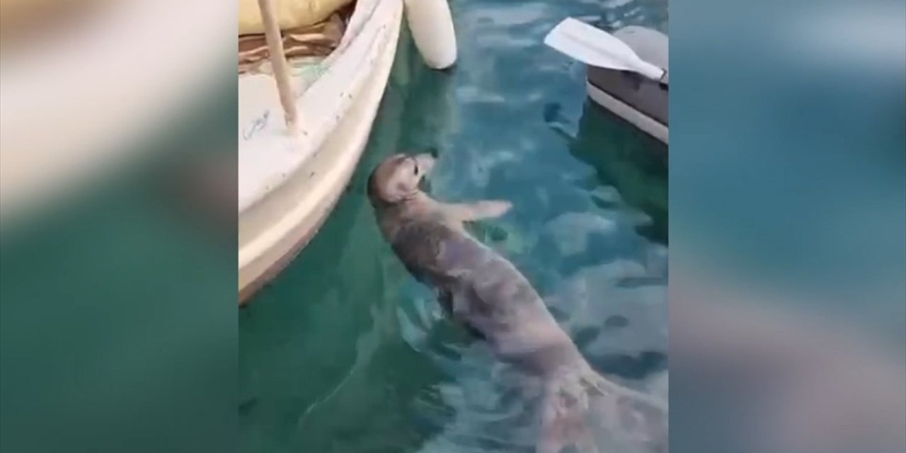 Bodrum'da Tekneler Arasında Yüzen Fok İlgi Odağı Oldu