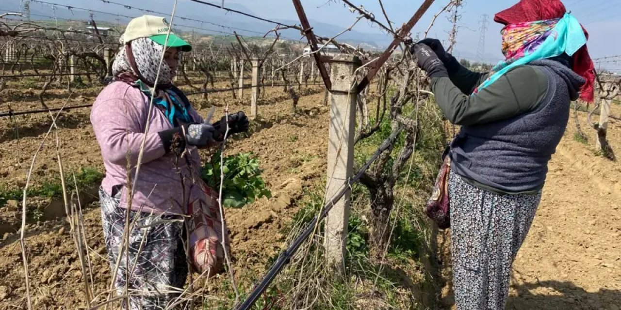 Günlük Kazançları Bin TL'den Başlıyor. Sağanak Yağış İşlerini Zorlaştırdı