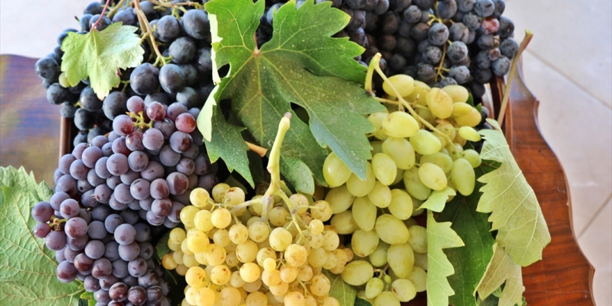 Tescilli Üzümlere Talep Artışı Üreticinin Yüzünü Güldürdü