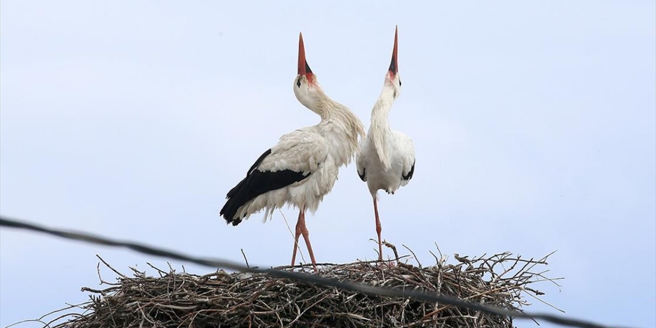 Köylülerin Özel Misafiri Leylekler 44 Yıldır Aynı Yuvaya Konuyor