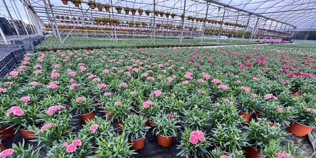 Süs Bitkileri Üreticilerinden Kurakçıl Peyzajda "Sözleşmeli Üretim Modeli" Talebi