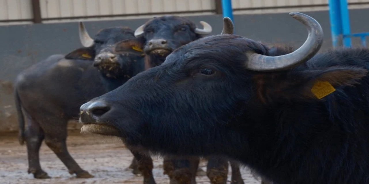 Türkiye'nin Yeni Manda Irkı Murana'nın Sütü Bol Ve Yağlı