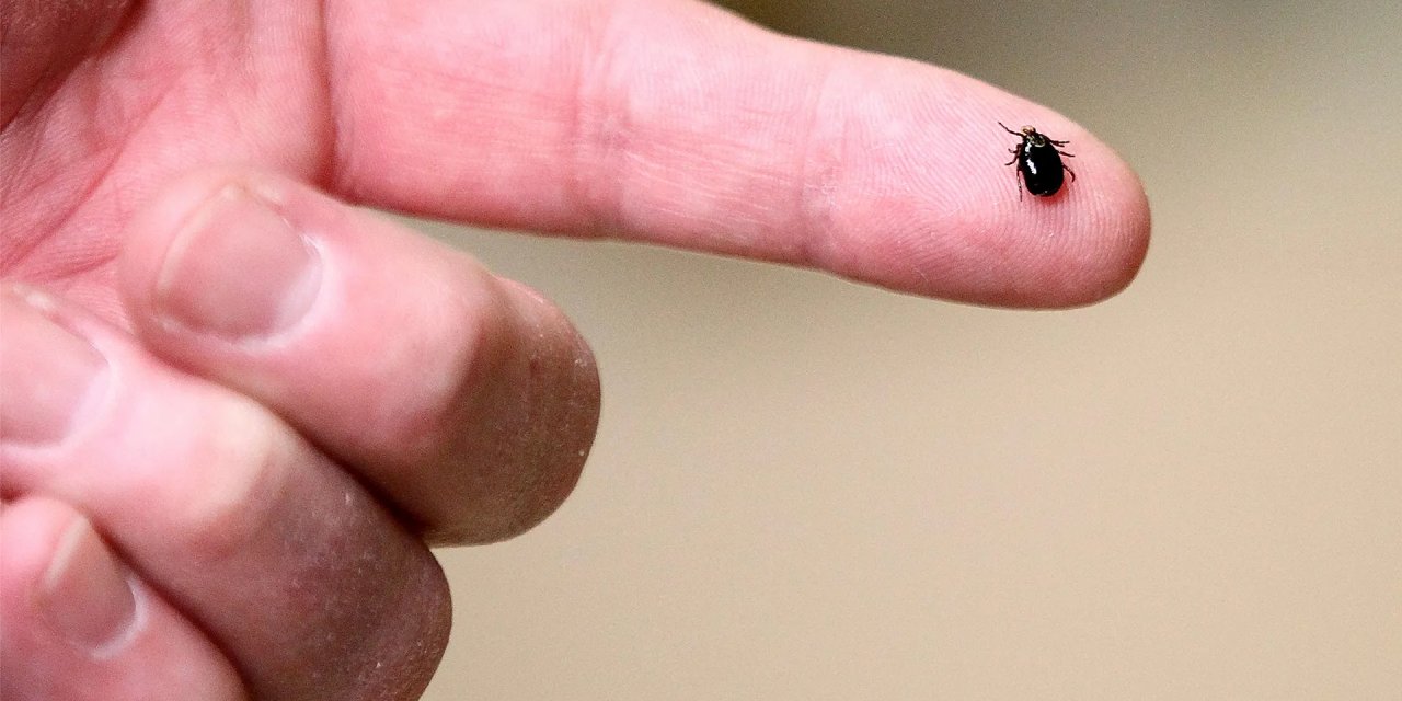 Pfizer Ve Valneva’nın Lyme Aşısı Klinik Denemede Yüzde 70 Etkili Çıktı