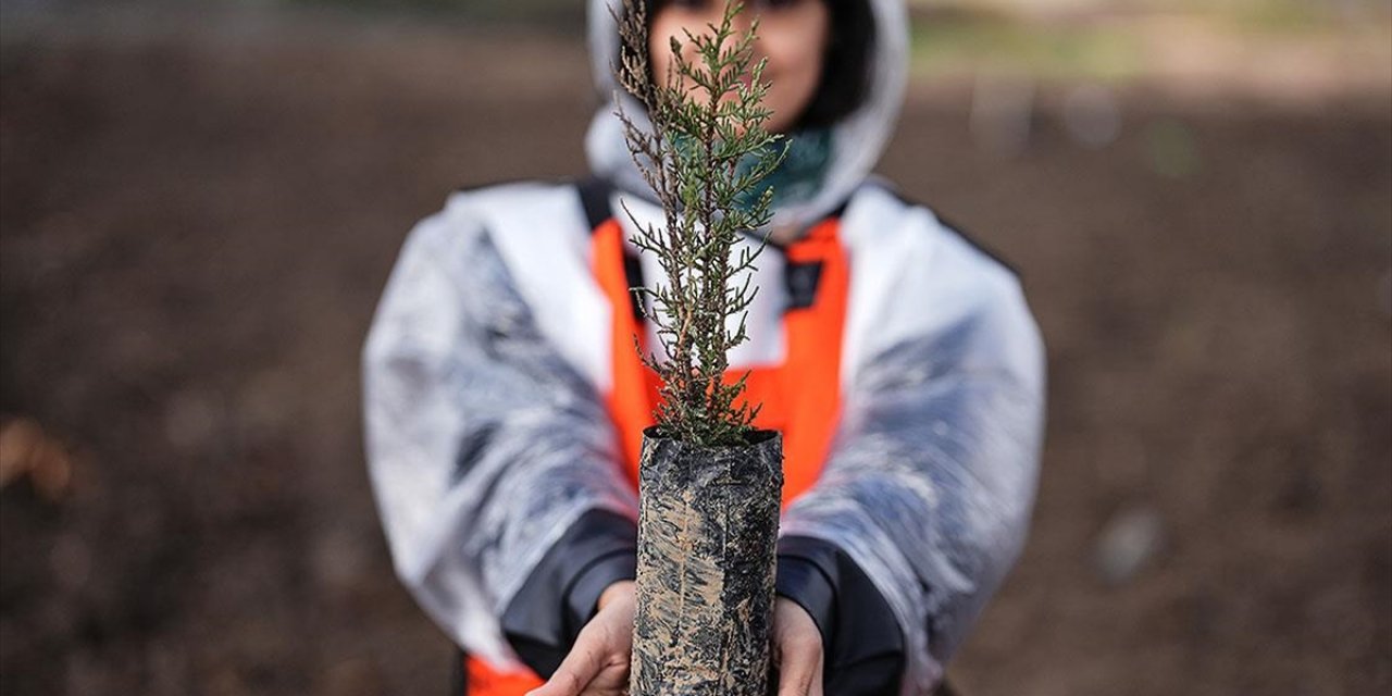 Türkiye'de Bu Yıl 600 Milyon Fidanın Toprakla Buluşturulması Hedefleniyor