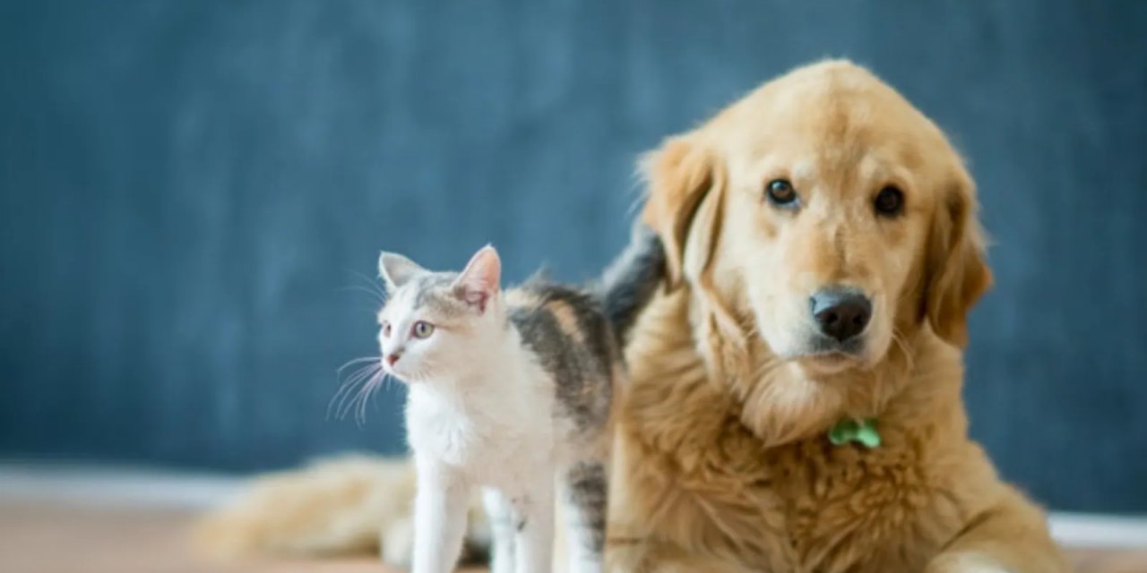 İtalya'da Evcil Hayvanı Hasta Olan Kişiler Ücretli İzin Alabilecek