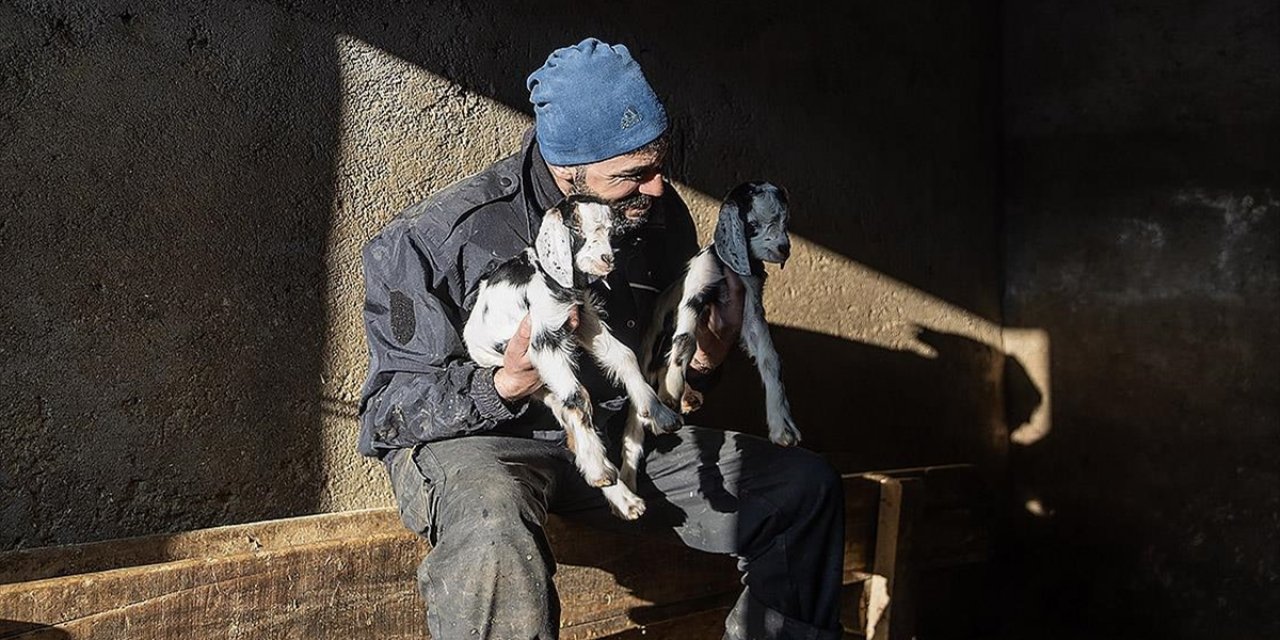 Besiciler Kuzu Ve Oğlak Doğumlarında Zorlu Mücadele Veriyor