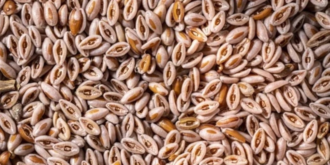 "Doğal Ozempic" Diyorlar: Tok Tutan Karnıyarık Otu