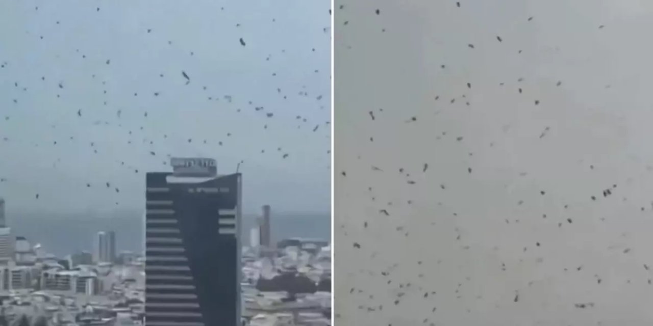 Tel Aviv'de Karga İstilası! İzleyen Herkes Aynı Yorumu Yapıyor