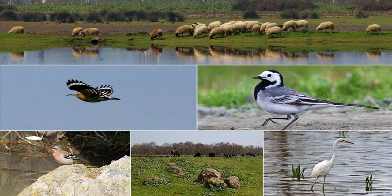 Kızılırmak Deltası Kuş Cenneti Baharın Gelişiyle Hareketlenmeye Başladı