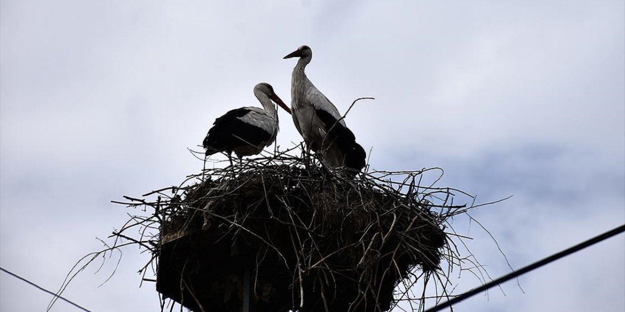 "Baharın Habercisi" Leylekler Sinop'taki Cuma Ovası'na Gelmeye Başladı