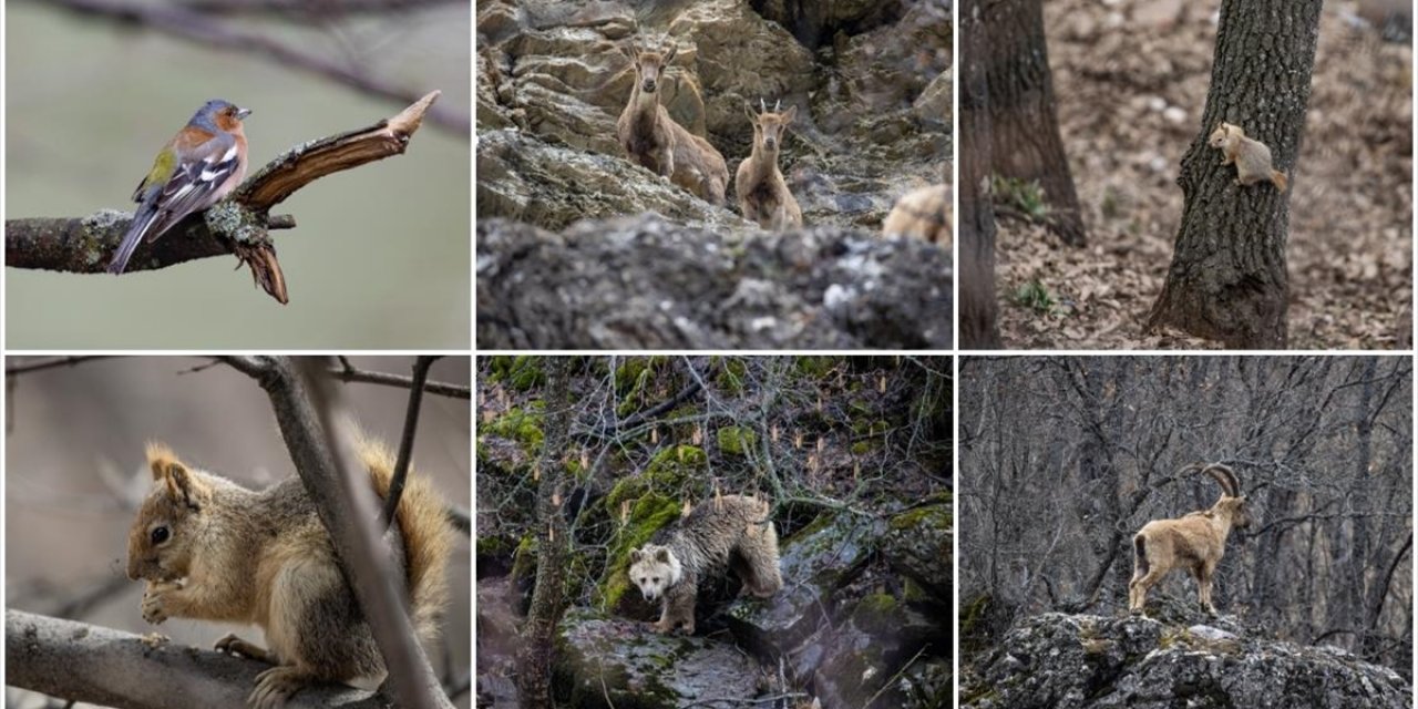 Dağ Ve Ormanlarla Kaplı Munzur Vadisi Birçok Yaban Hayvanına Ev Sahipliği Yapıyor