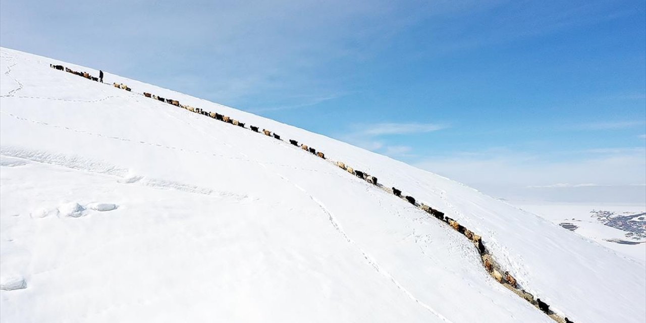 Ağrı'da Küçükbaş Hayvanların Karlı Dağlarda "Tek Sıra" Beslenme Yolculuğu