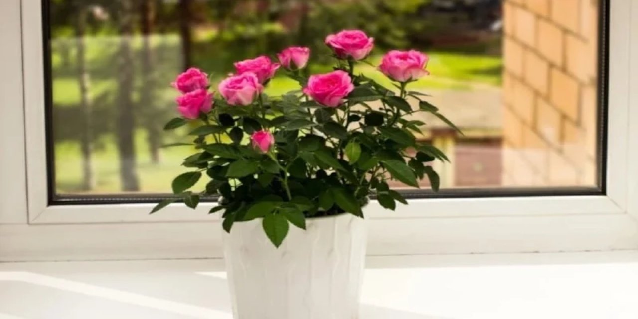 Vazoda Gül Bakımı: Haftalarca Taze Kalmasının Sırrı Buymuş