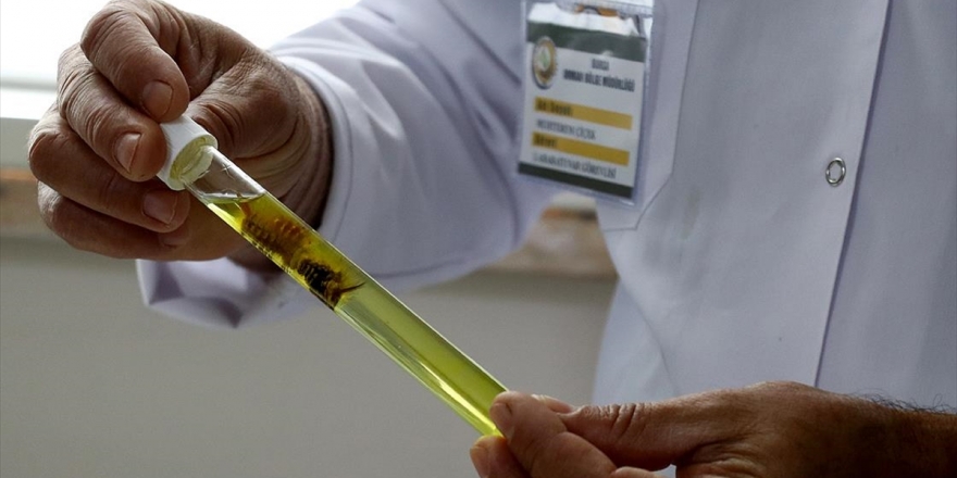 Kestanede Milyonlarca Dolar Zararı 'Torymus' Önleyecek