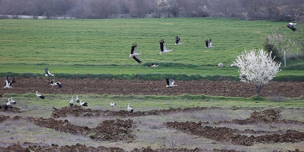 Göç Yolundaki Leylekler Kırklareli'nde Mola Verdi