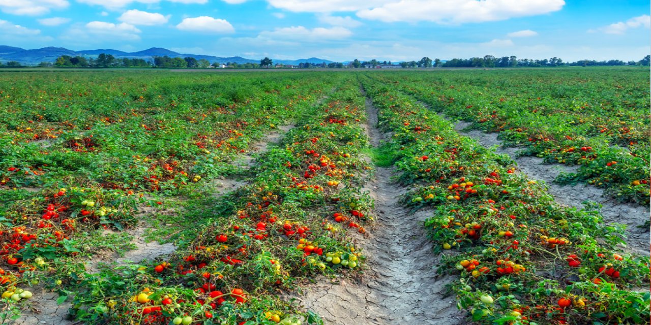 Tarladaki Domates Sapları Katma Değerli Cam Malzemesine Dönüşüyor
