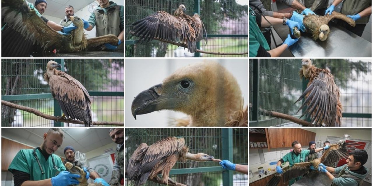 Yaralı Bulunan Kızıl Akbaba Bursa'da Yeniden Uçmaya Hazırlanıyor