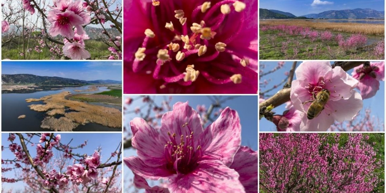 İzmir'de Pembe Çiçek Açan Şeftali Ağaçları Bahçelere Renk Kattı