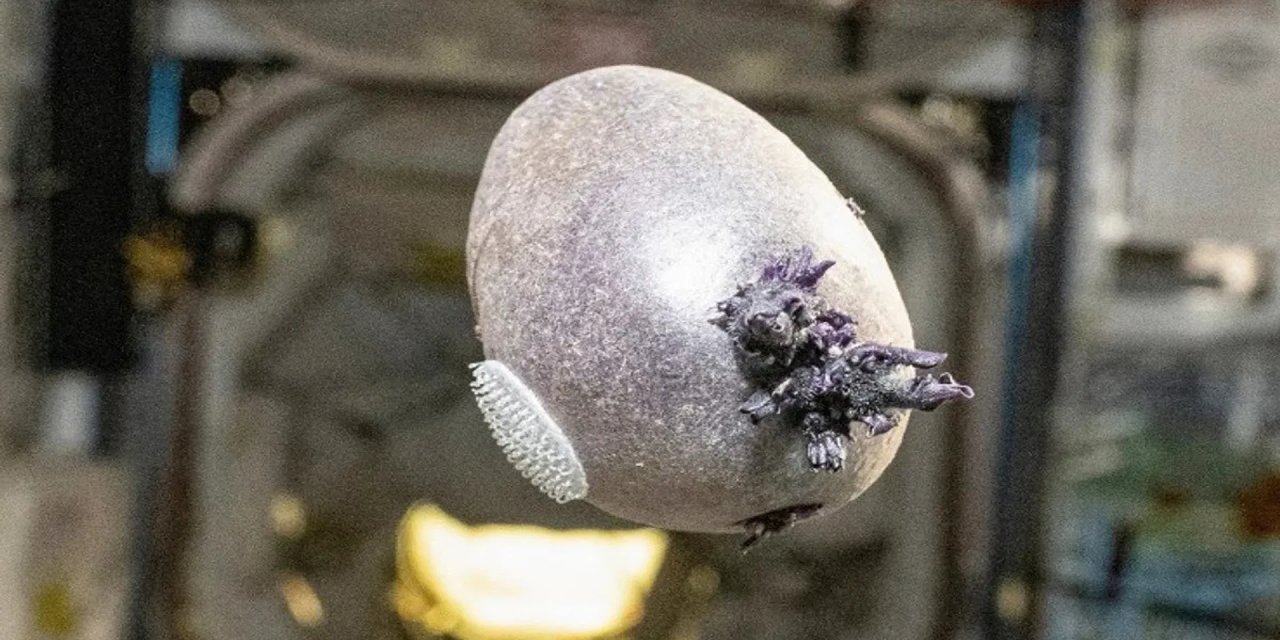 Uzaylı Mı Patates mi? : NASA Astronotu Pettit Uzayda Yetiştirdiği Patatesi Paylaştı