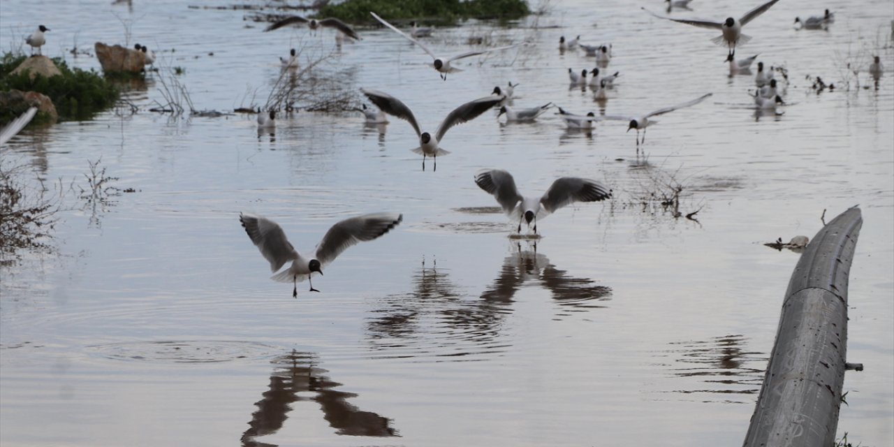 Çekerek Sürayyabey Barajı'nda İki Kat Artan Doluluk Çiftçileri ve Balıkçıları Mutlu Etti