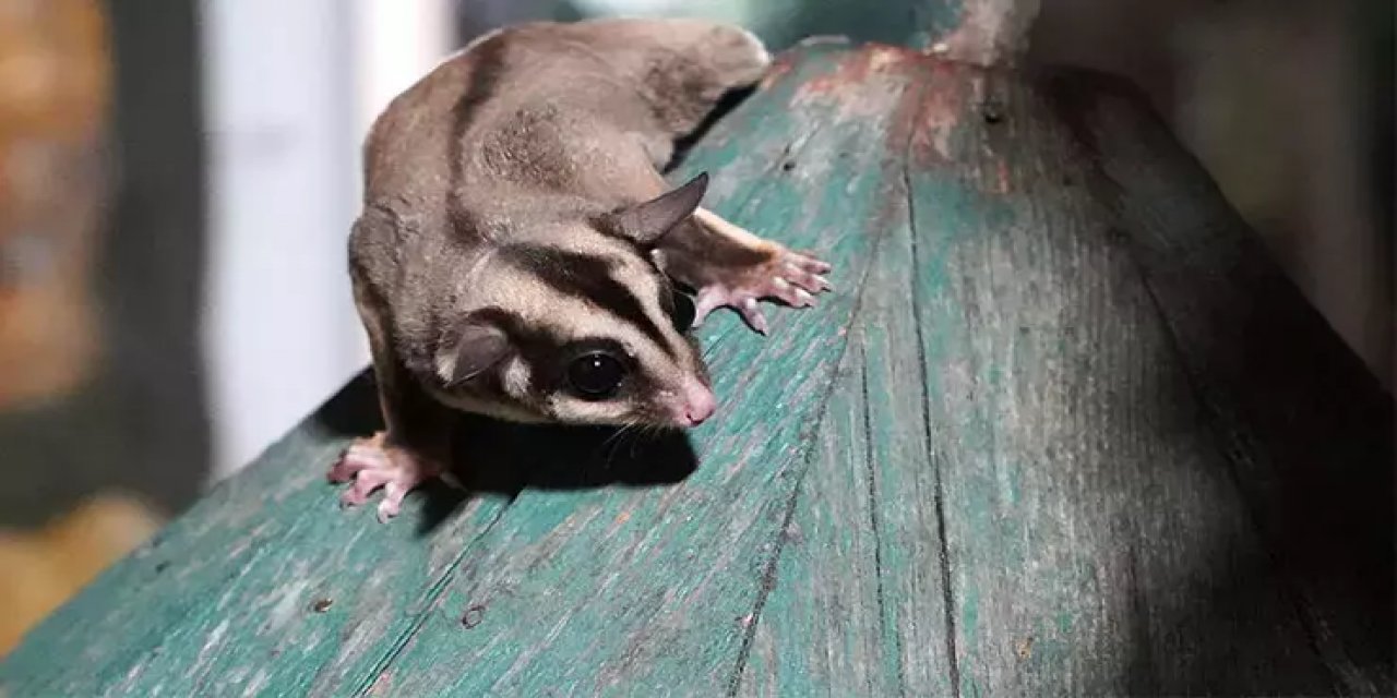 Kaçak Bakılan 33 “Uçan Sincap” Koruma Altına Alındı