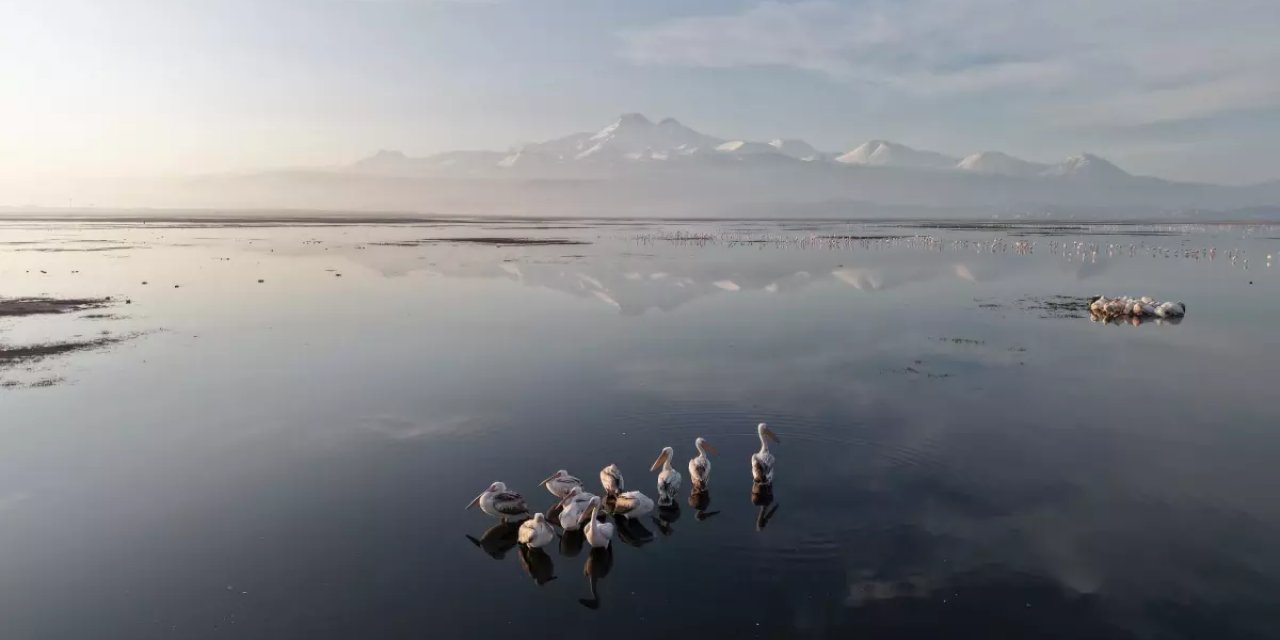 Kayseri'nin İlk Pelikanları Geldi